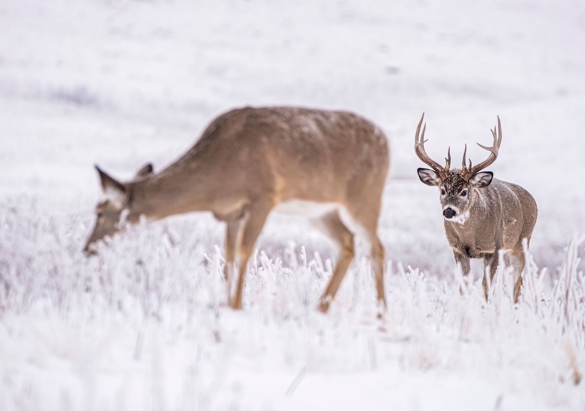 Killer Gun Season Strategies