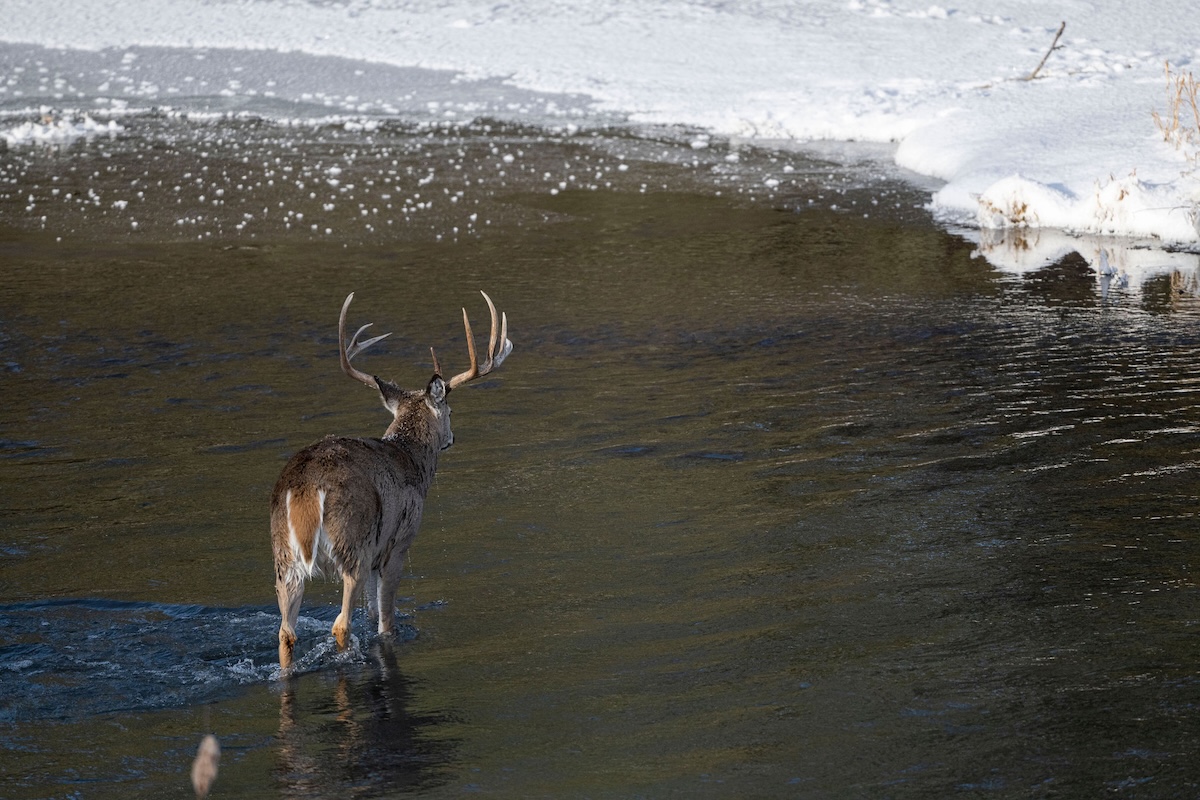 Killer Gun Season Strategies