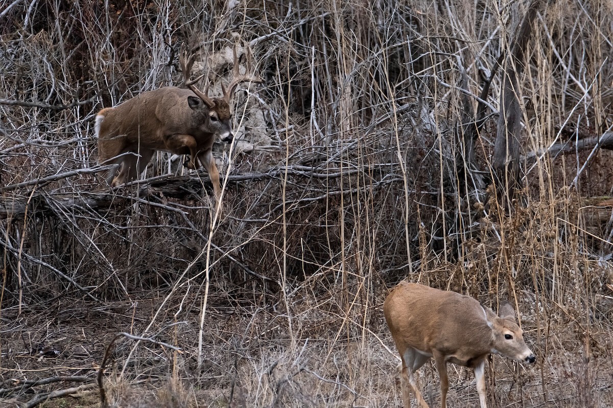 Mature Buck Research