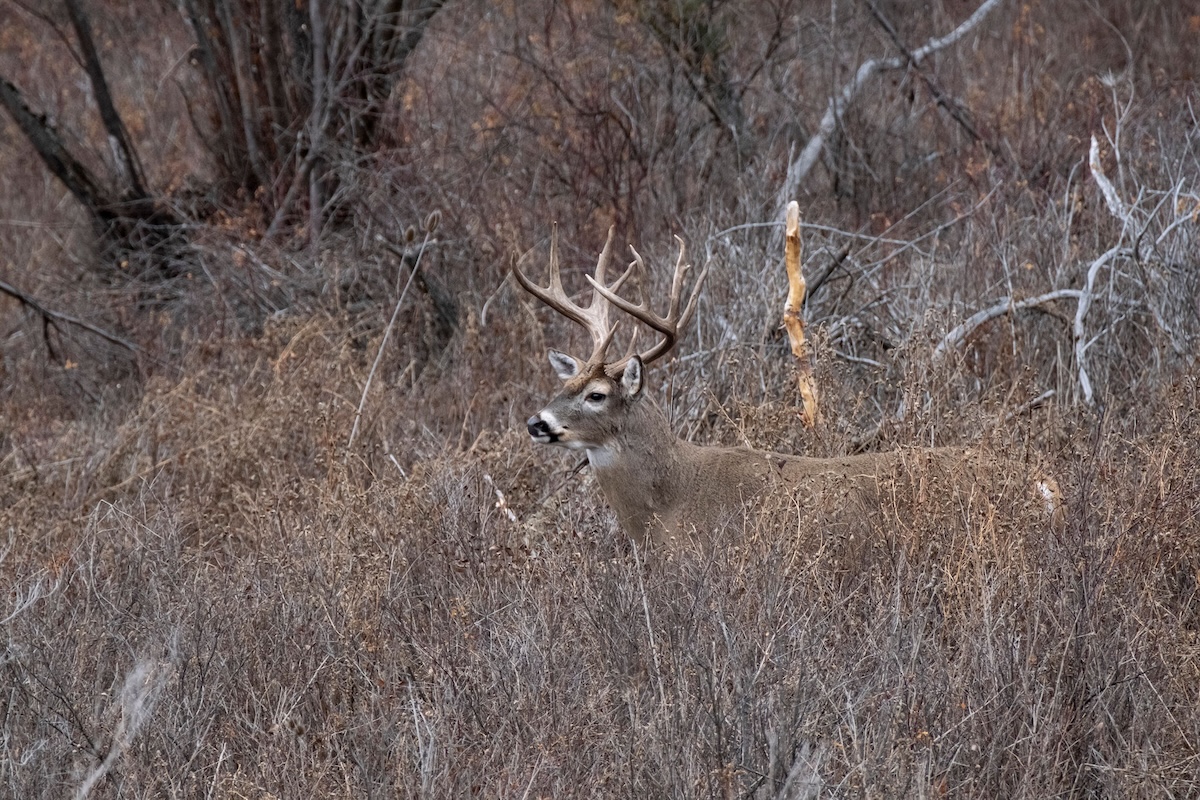 Mature Buck Research