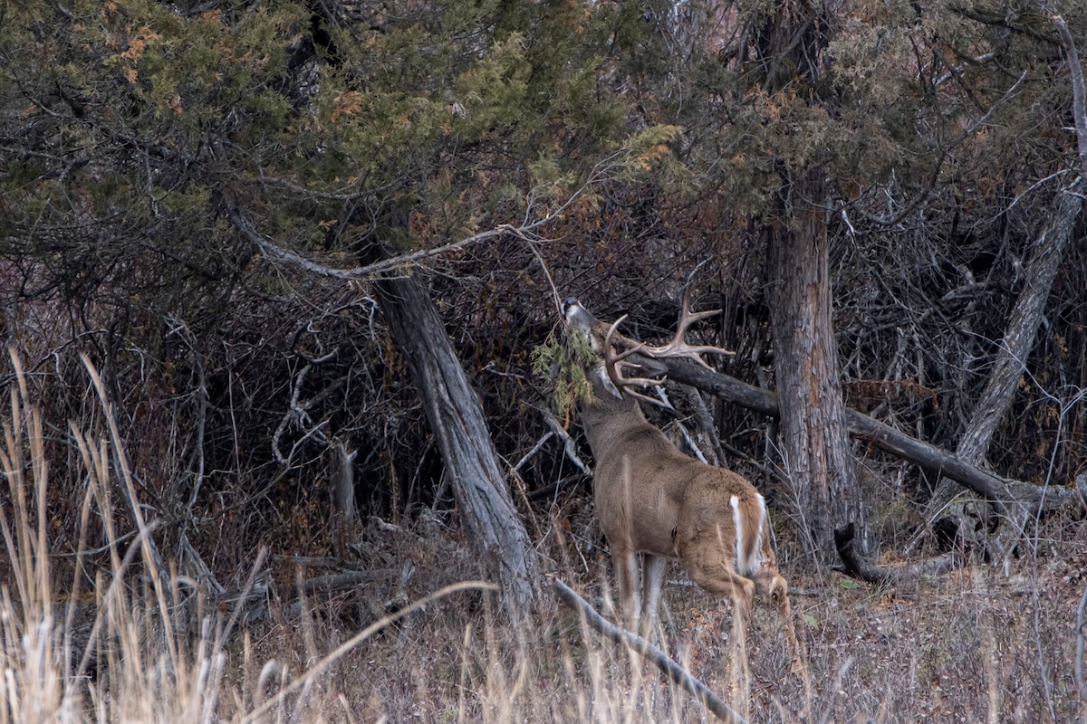 Mature Buck Research