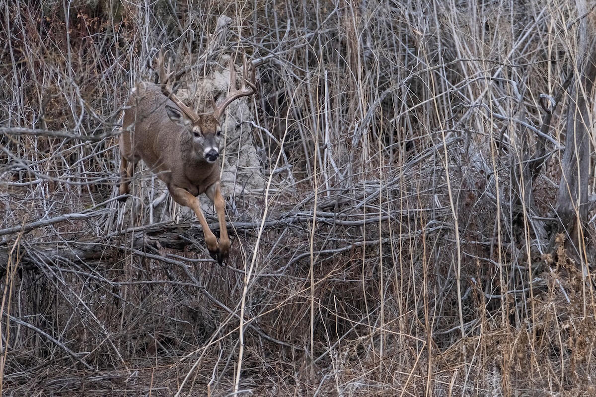 Mature Buck Research