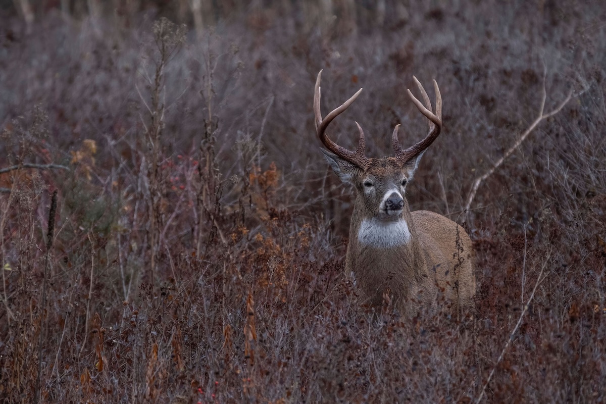 Western Deer Hunting