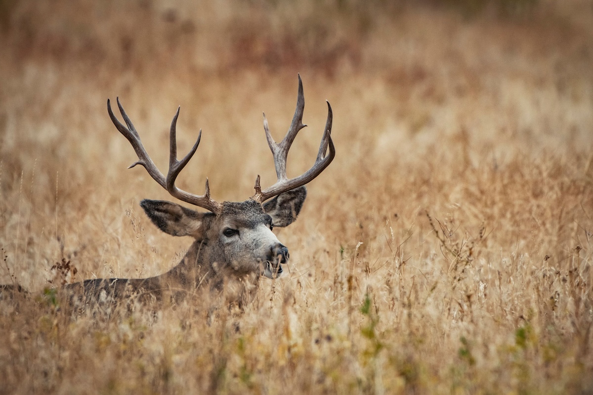 Western Deer Hunting