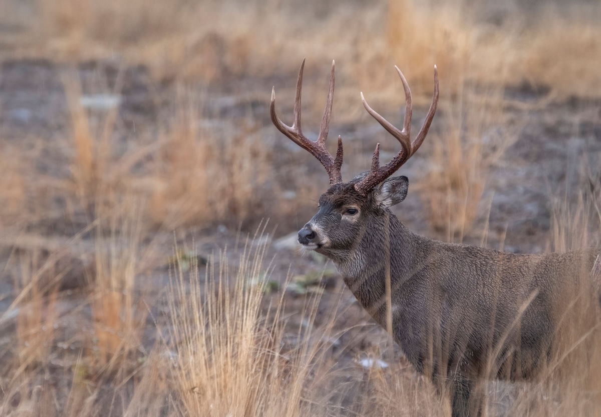 Western Deer Hunting