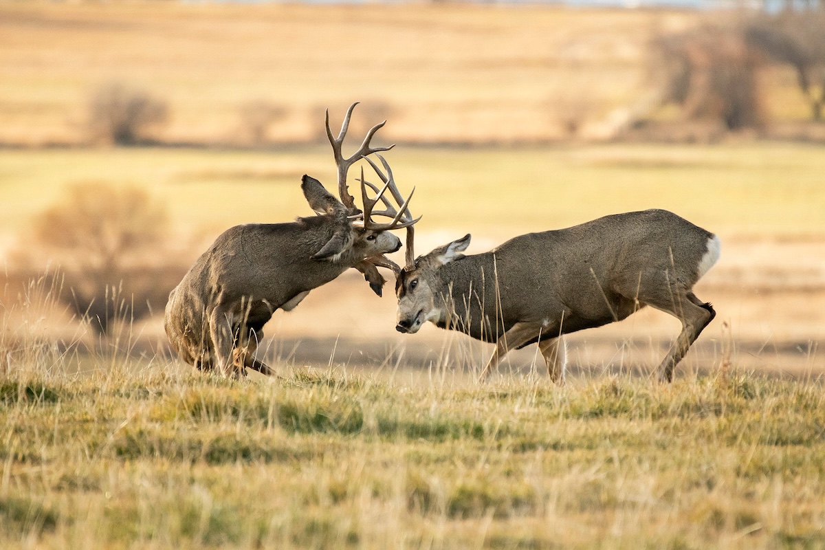 Western Deer Hunting
