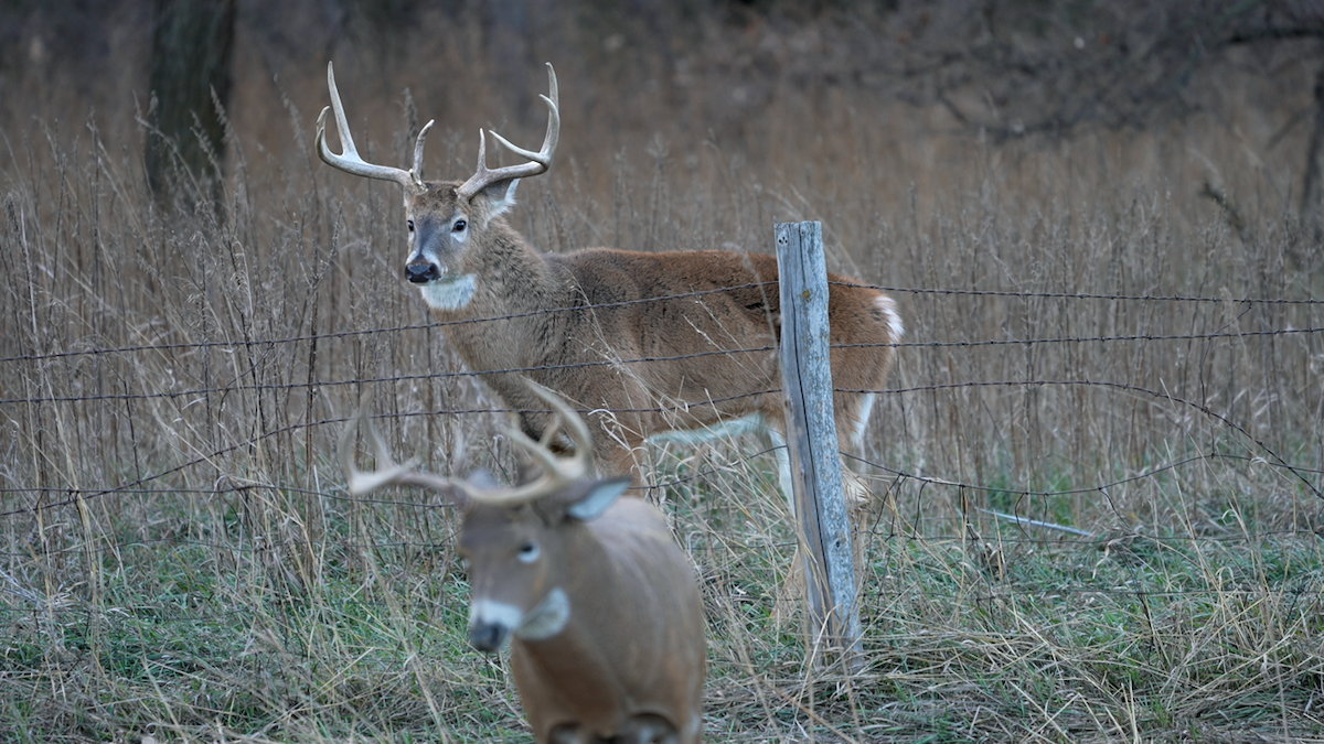Decoying Mature Bucks