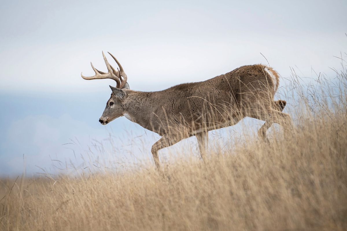 Learning New Deer Hunting Land