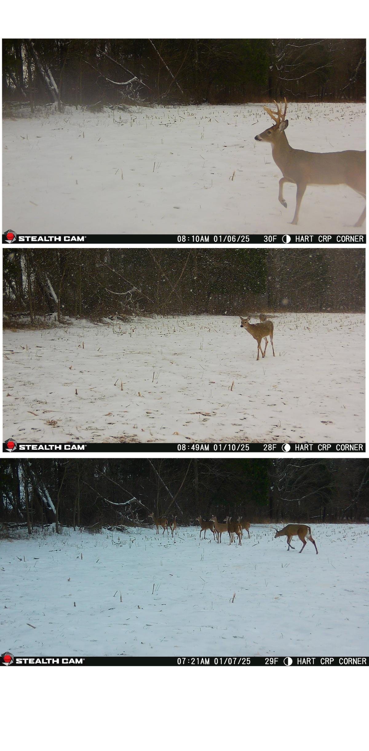 Learning New Deer Hunting Land