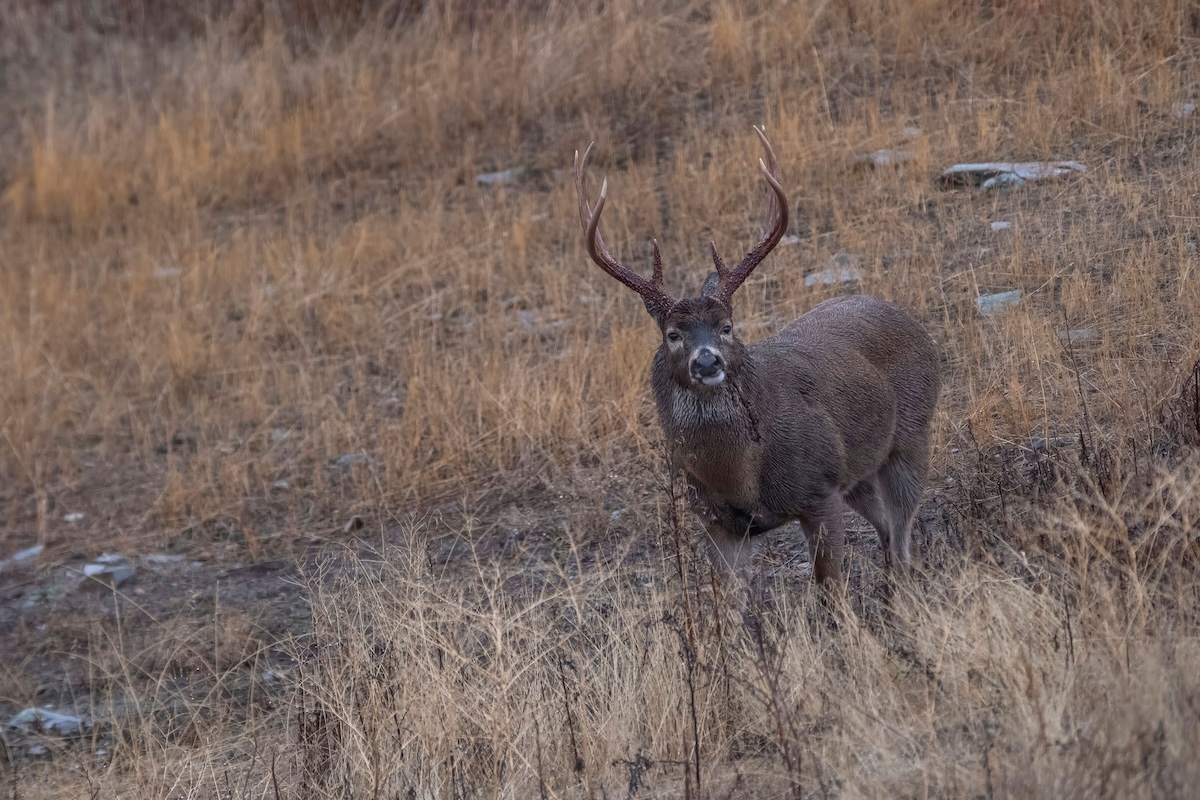 Learning New Deer Hunting Land