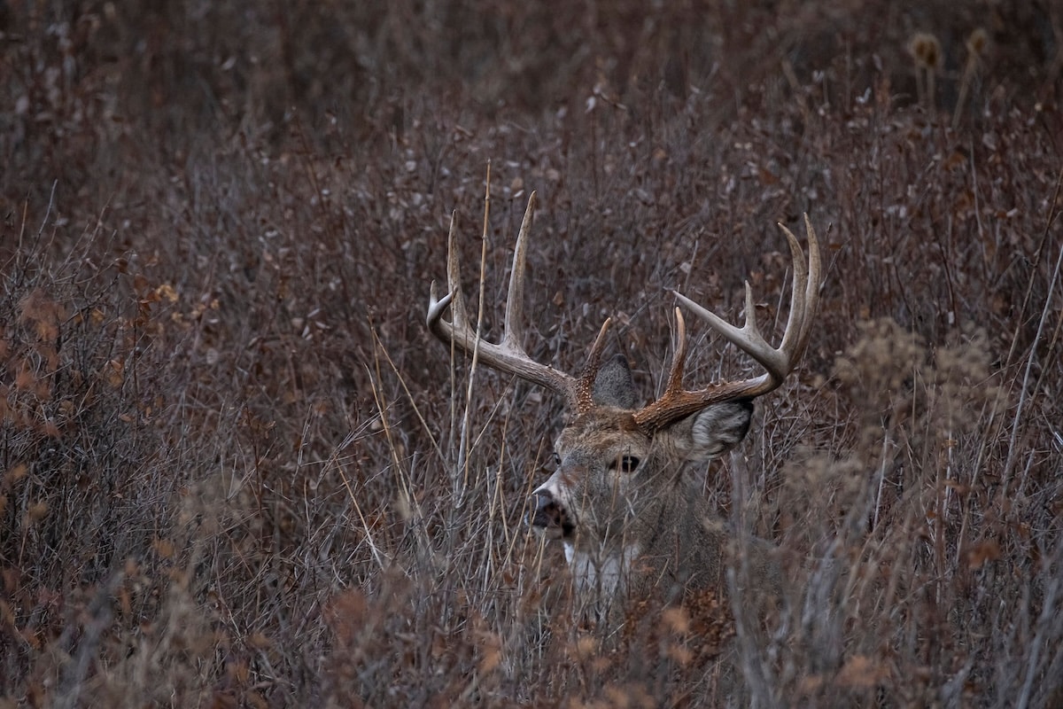 Places Pressured Bucks Hide