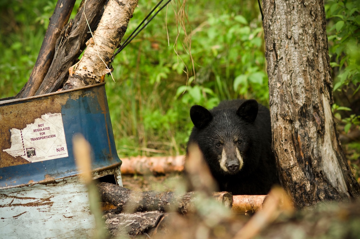 Bear Hunting With Hounds 2