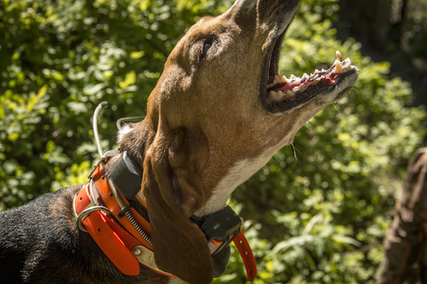 Bear Hunting With Hounds 3