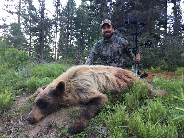 Bear Hunting With Hounds 6