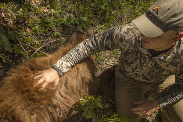 Bear Hunting With Hounds 7