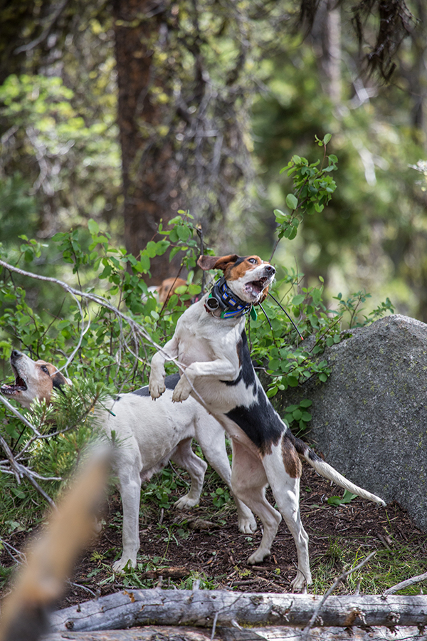 Bear Hunting With Hounds 8