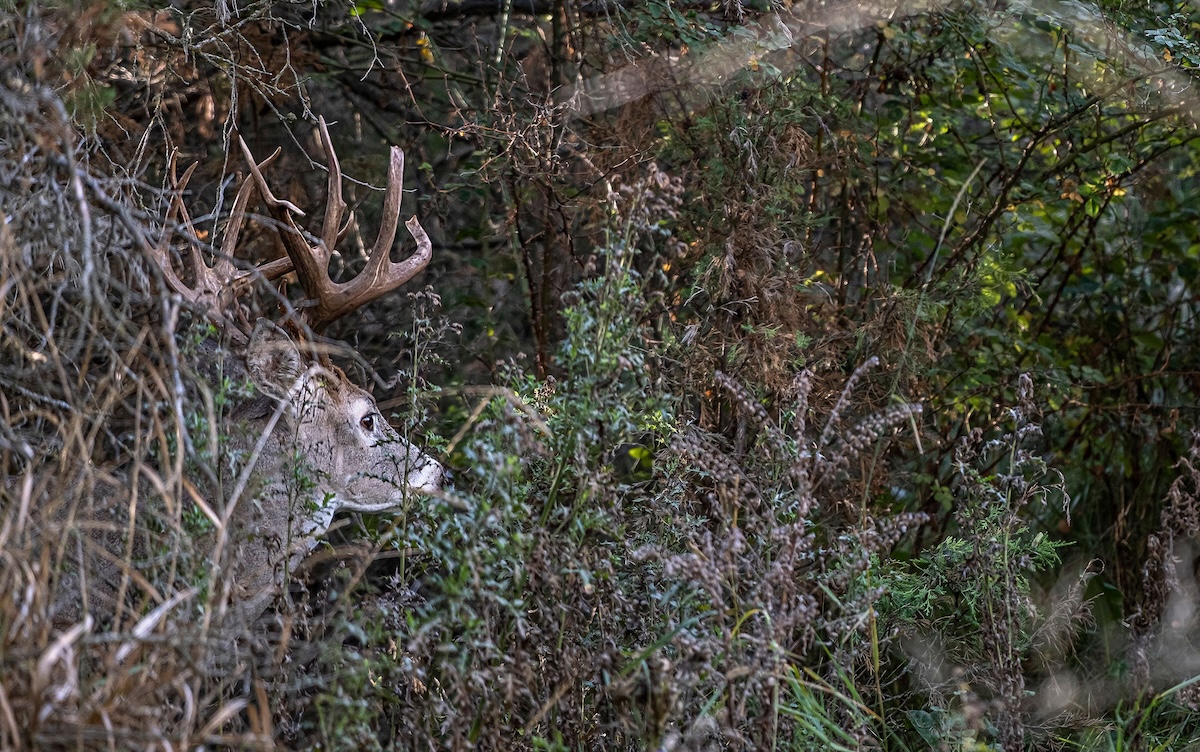Public Land Stand Locations