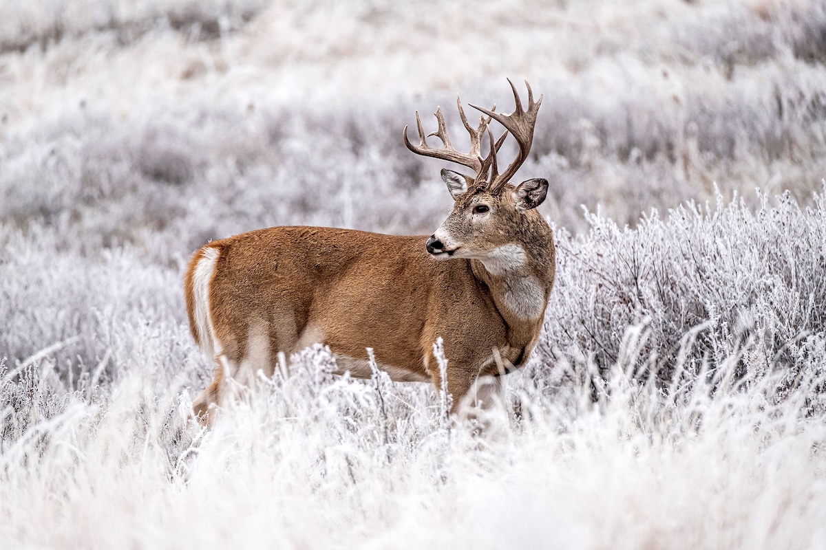 How Deer Survive Winter