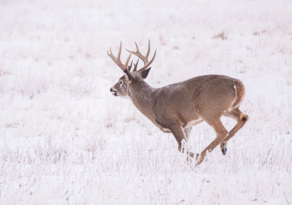 How Deer Survive Winter