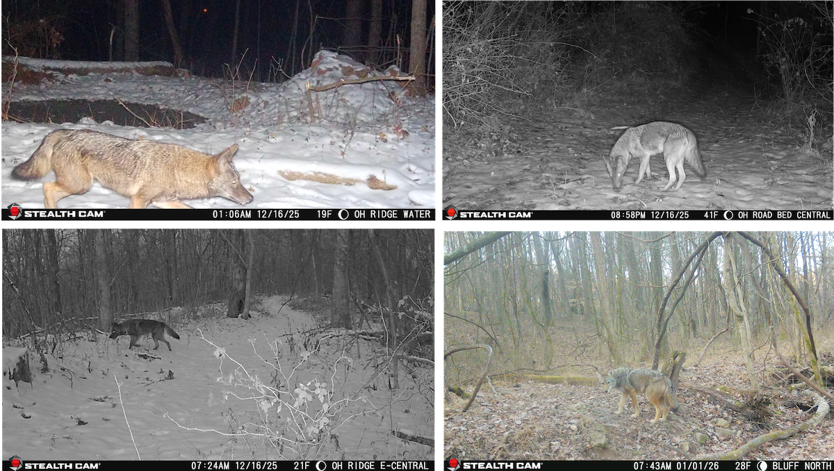 HuntStand’s Guide to Hunting Pressured Coyotes