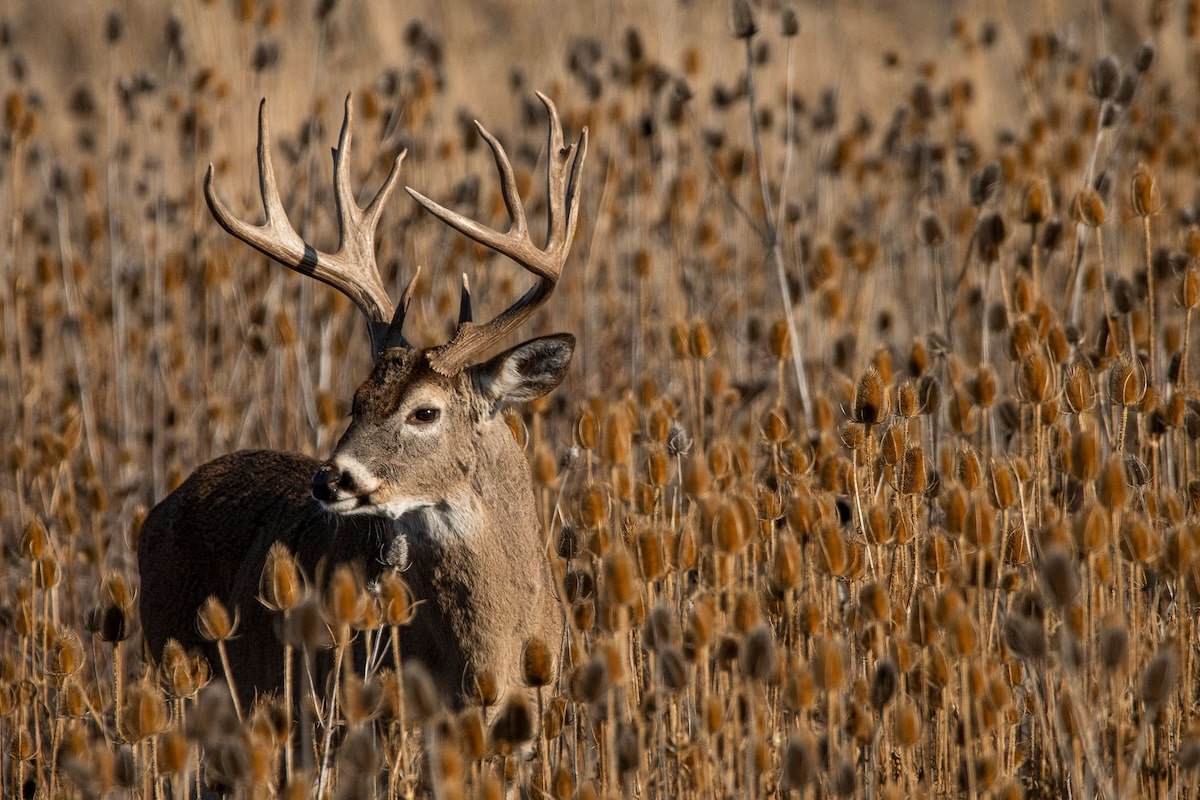 Worst Calibers For Deer Hunting 2
