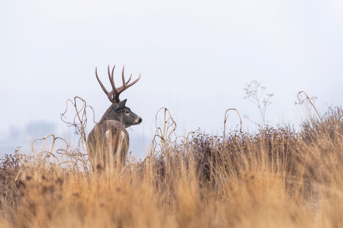 Deer Hunts in February or March