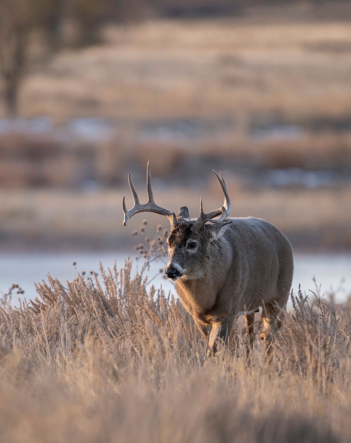 Deer Hunts in February or March