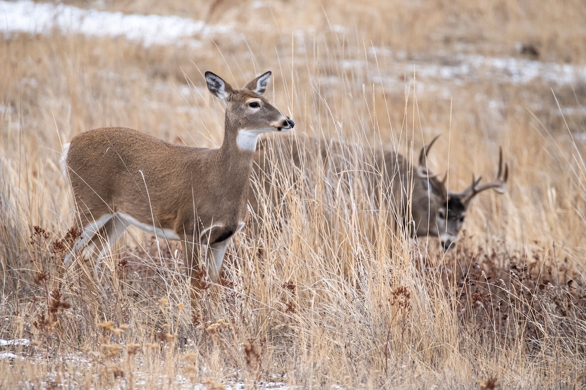 Deer Hunts in February or March