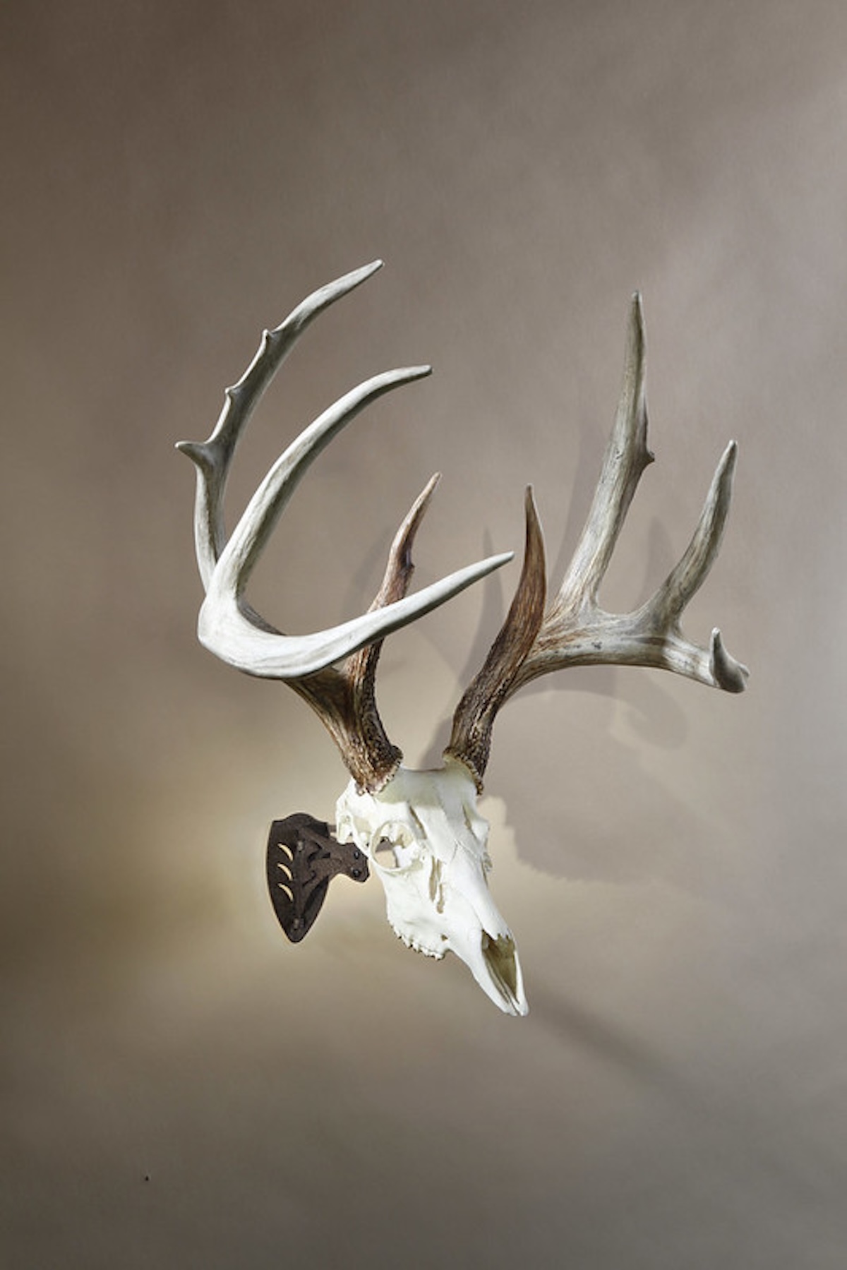 How to Do a European Mount