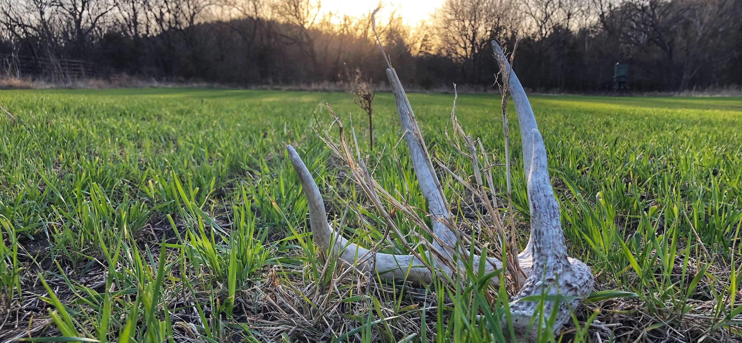 Shed Antler Lesson Sha252