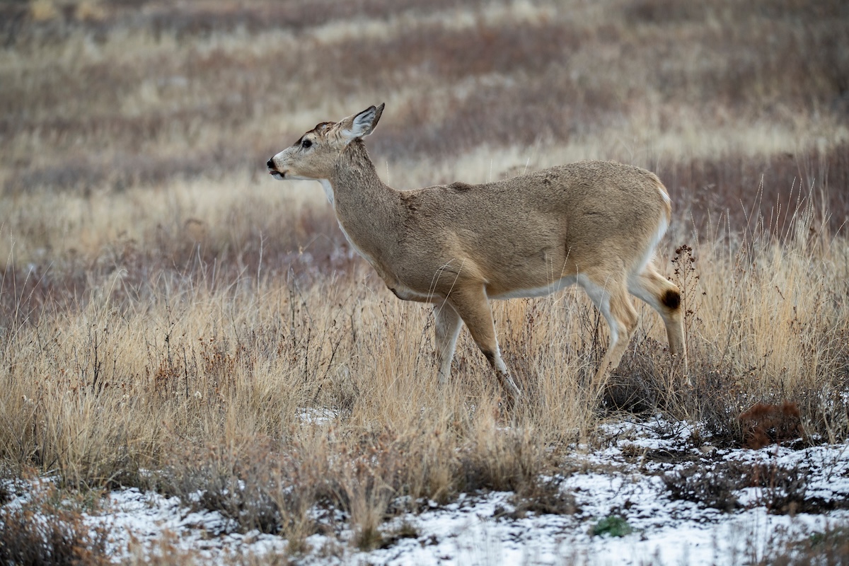What Shed Antlers Teach You About Deer and Elk