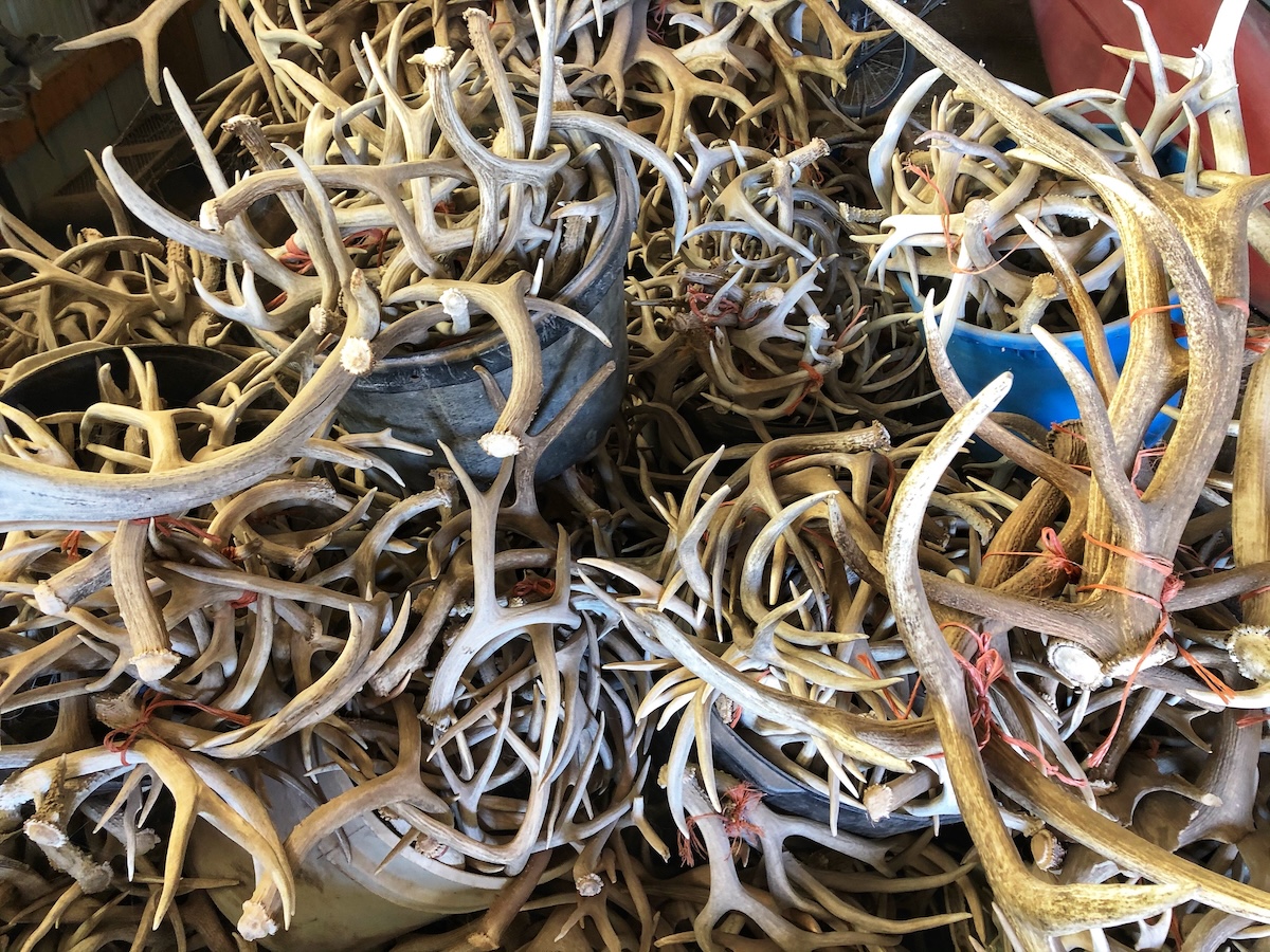 What Shed Antlers Teach You About Deer and Elk