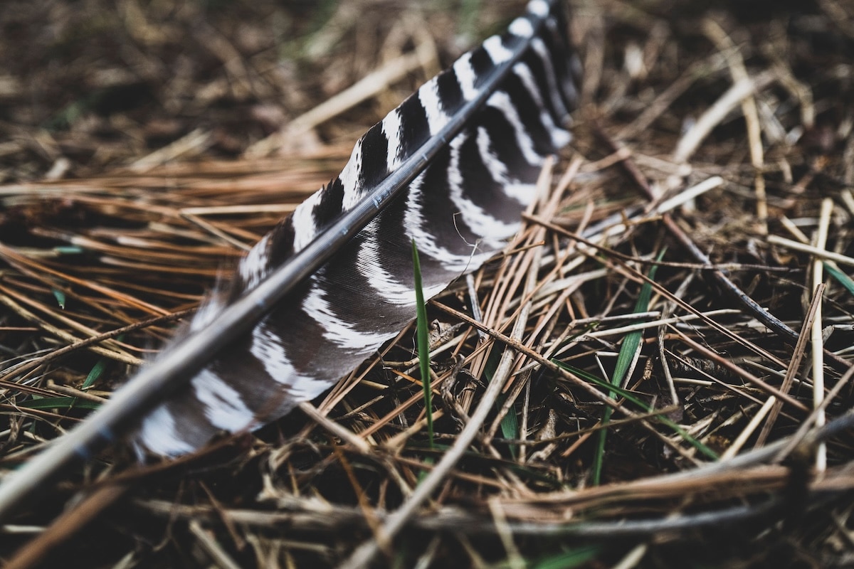 Turkey Hunting Road Trips