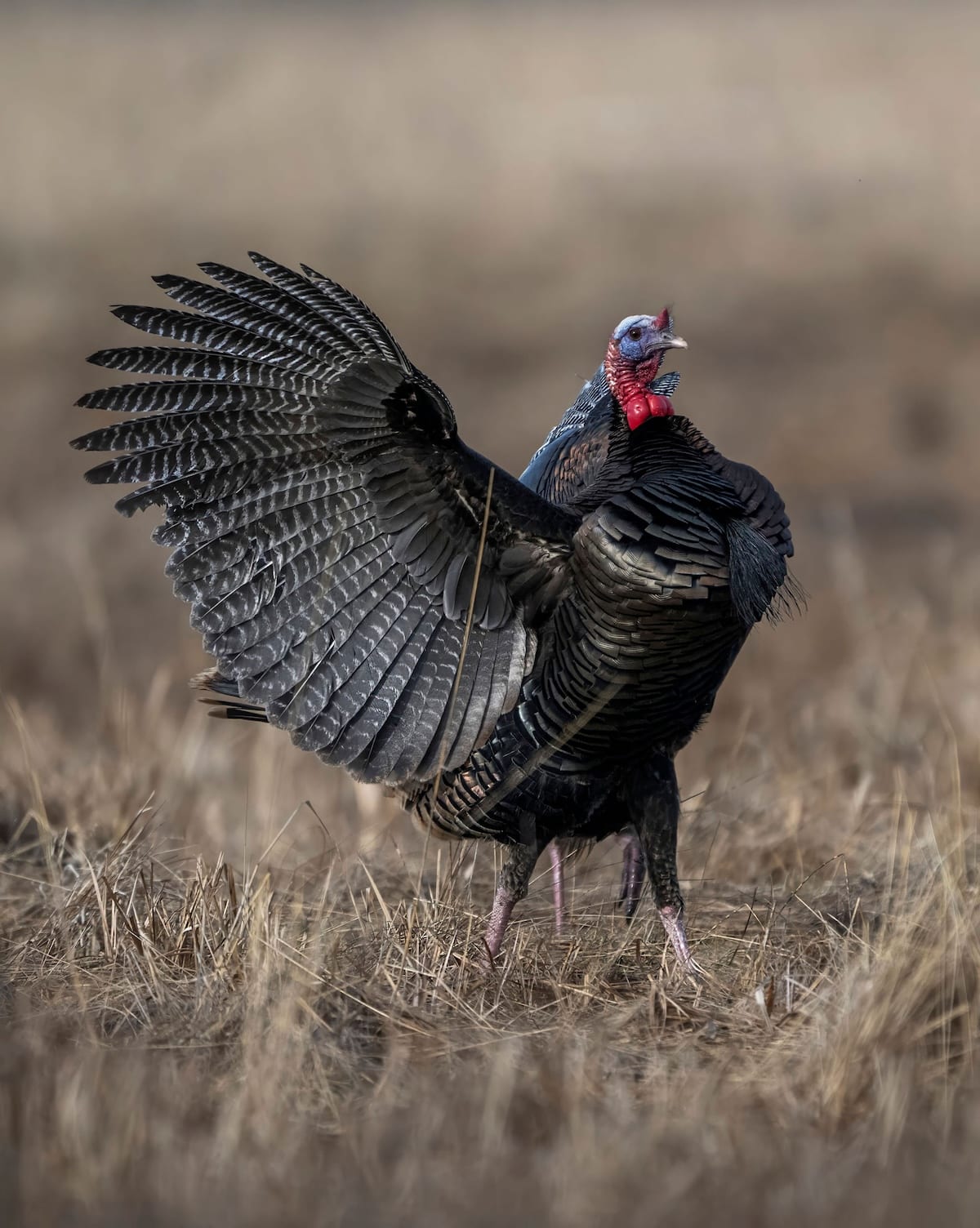 Turkey Hunting Road Trips