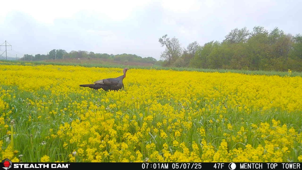 Turkey Hunting Road Trips