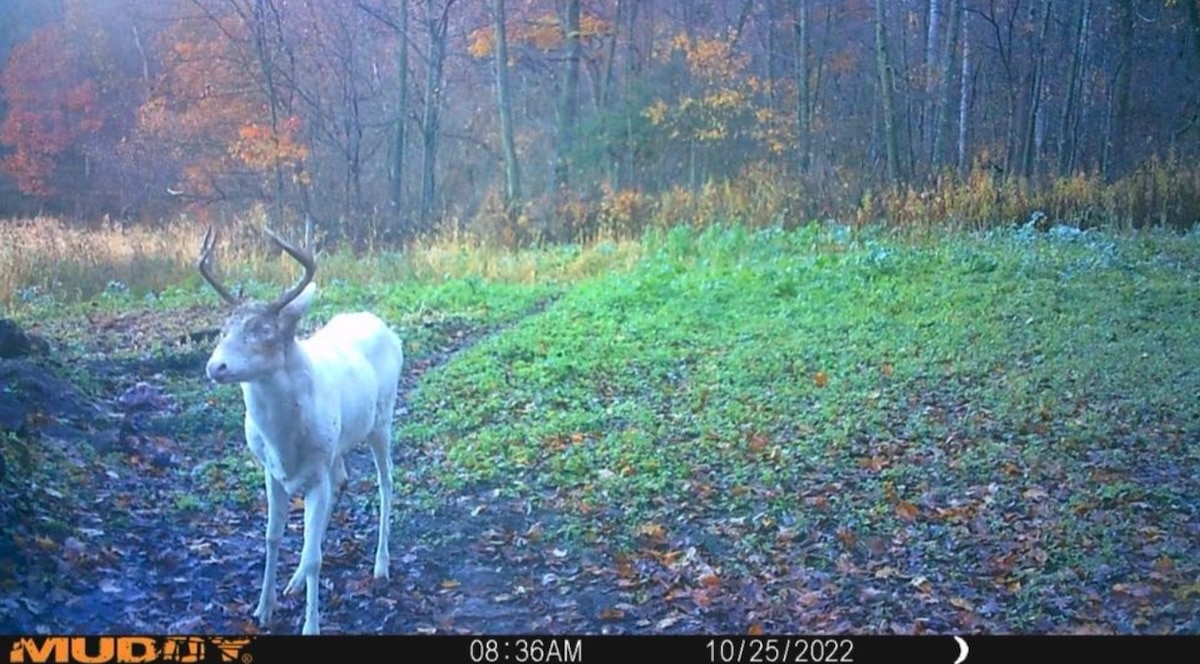 16.noah Korpi Plank A Very Old Albino Buck That Was Around The Area. He Was Found Dead That Following Winter.