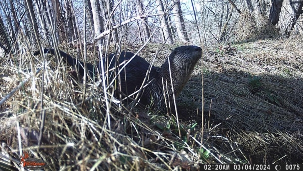18.ryan John Pa River Otter On State Game Lands