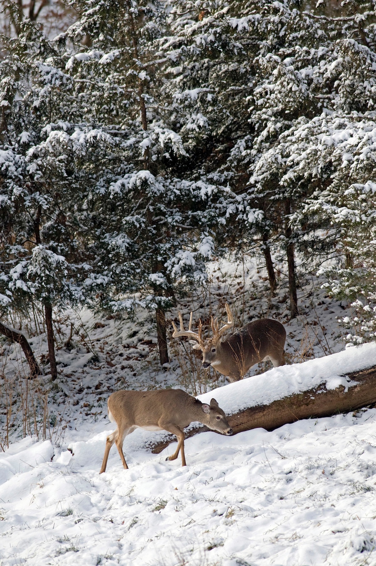 How to Find More Sheds