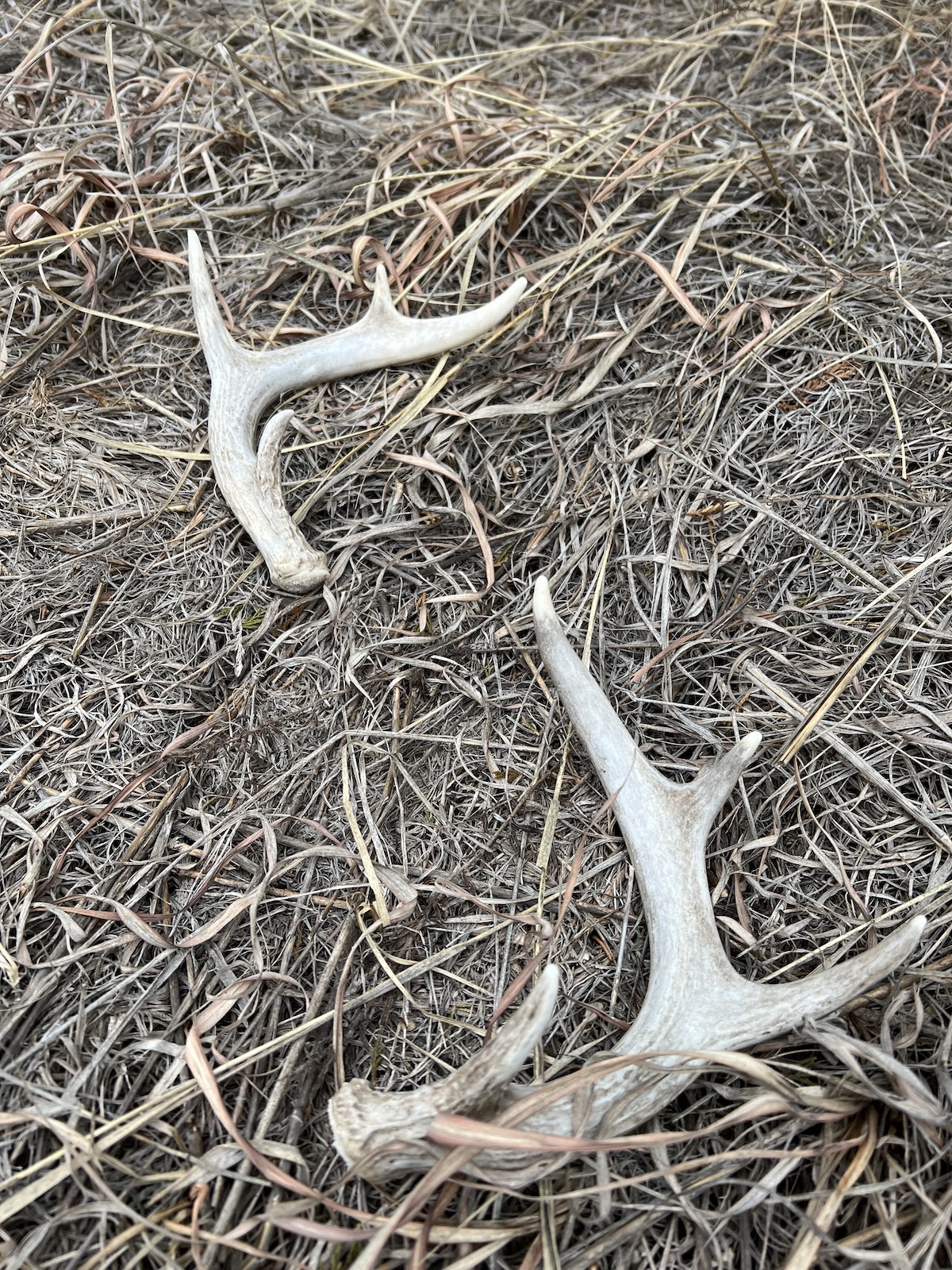 How to Find More Sheds