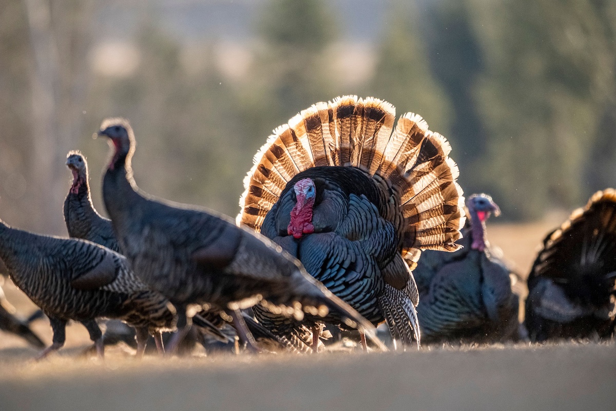 Huntstand 2026 Turkey Season Forecast 2