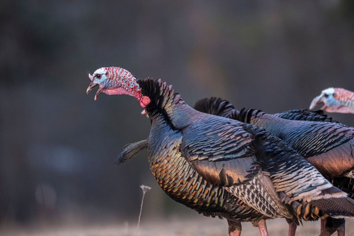 Huntstand 2026 Turkey Season Forecast 3