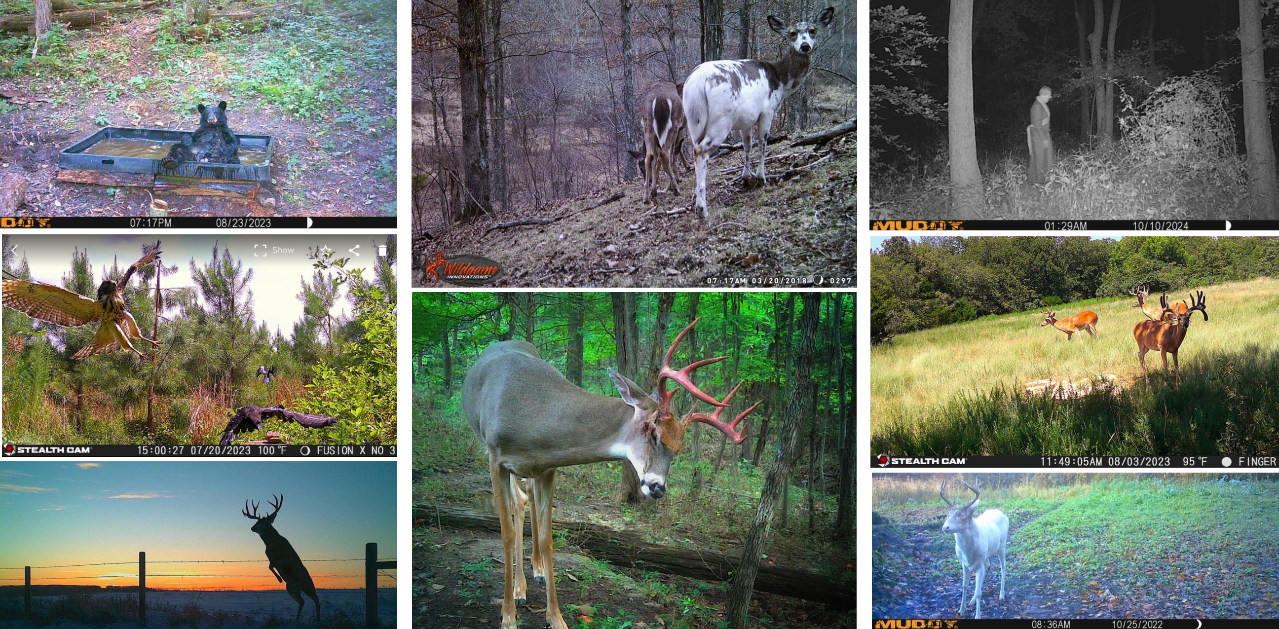 The Best Trail Camera Photos