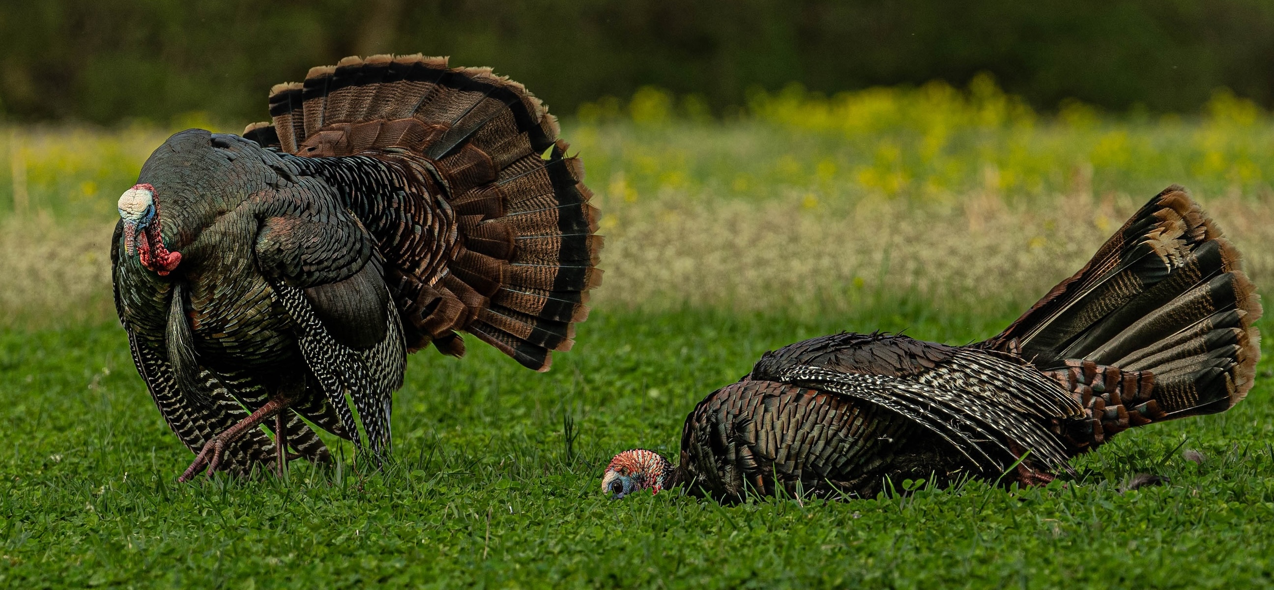 Why Do Gobblers Flog Dead Turkeys They Just Watched Fall?