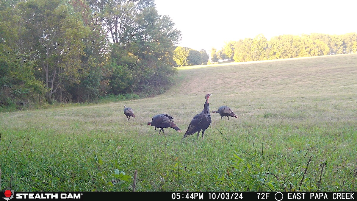 Huntstand Live View Cell Cameras 4