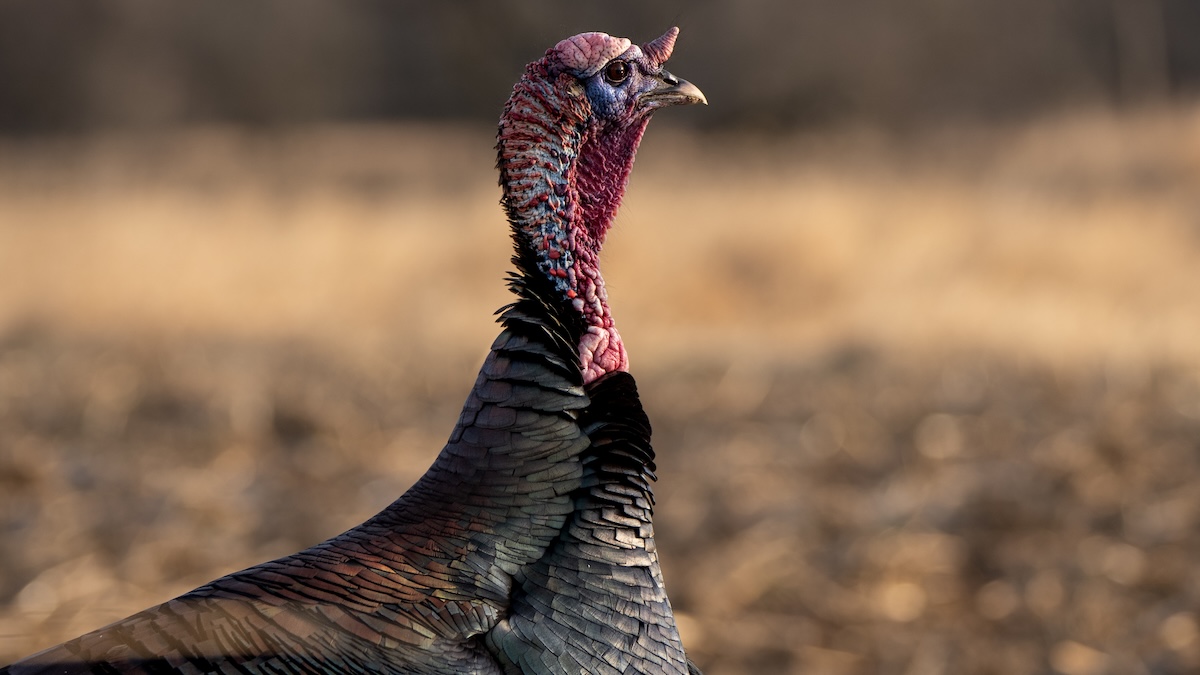 Places To Find Pressured Turkeys