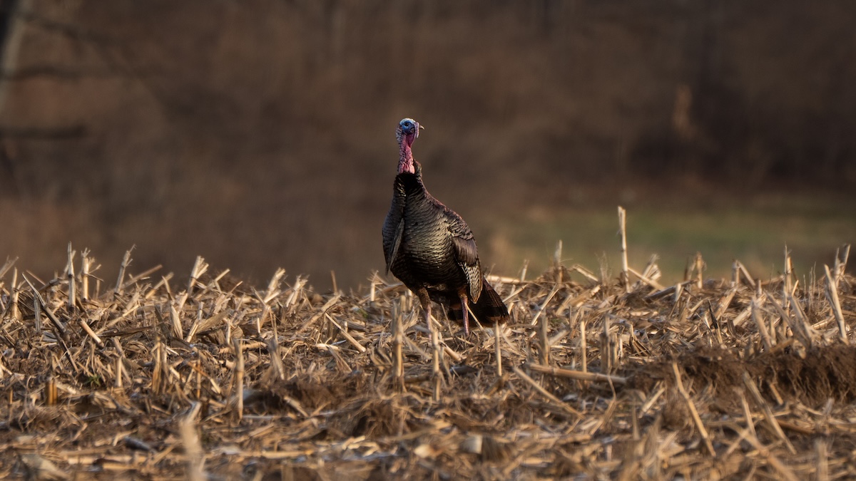 Places To Find Pressured Turkeys