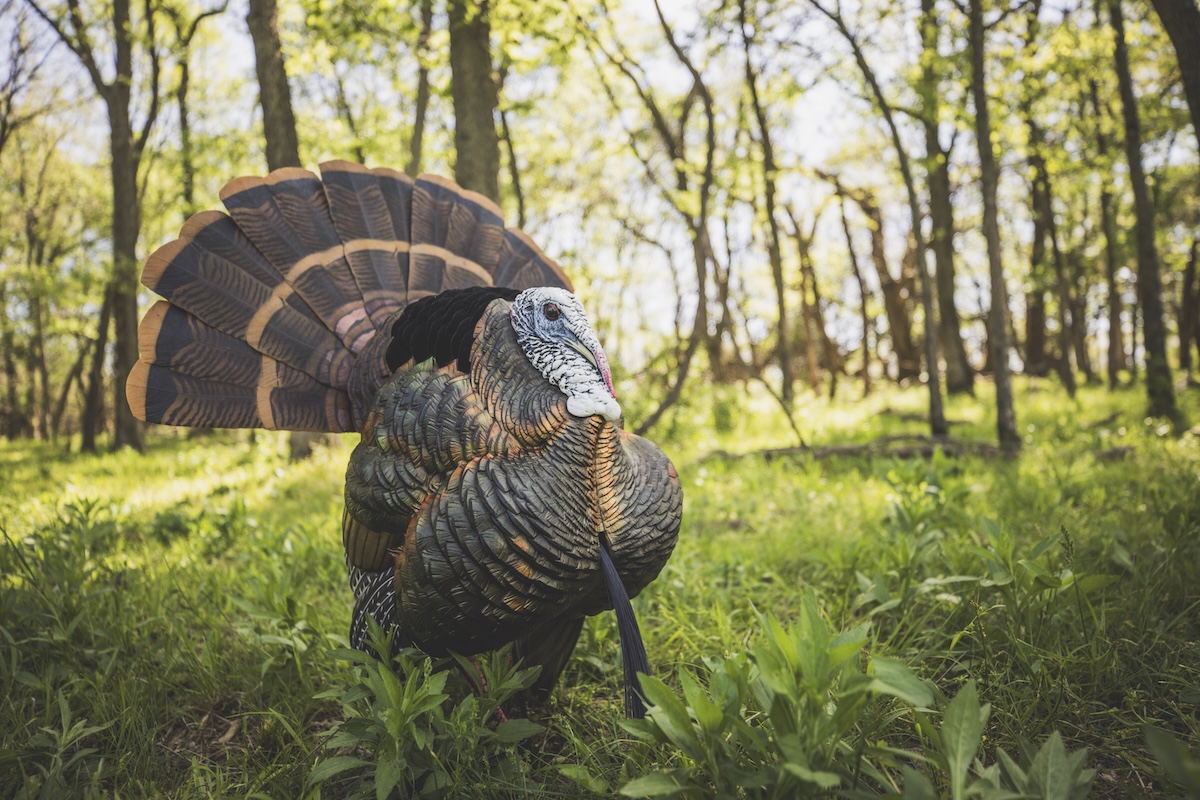 Places To Find Pressured Turkeys