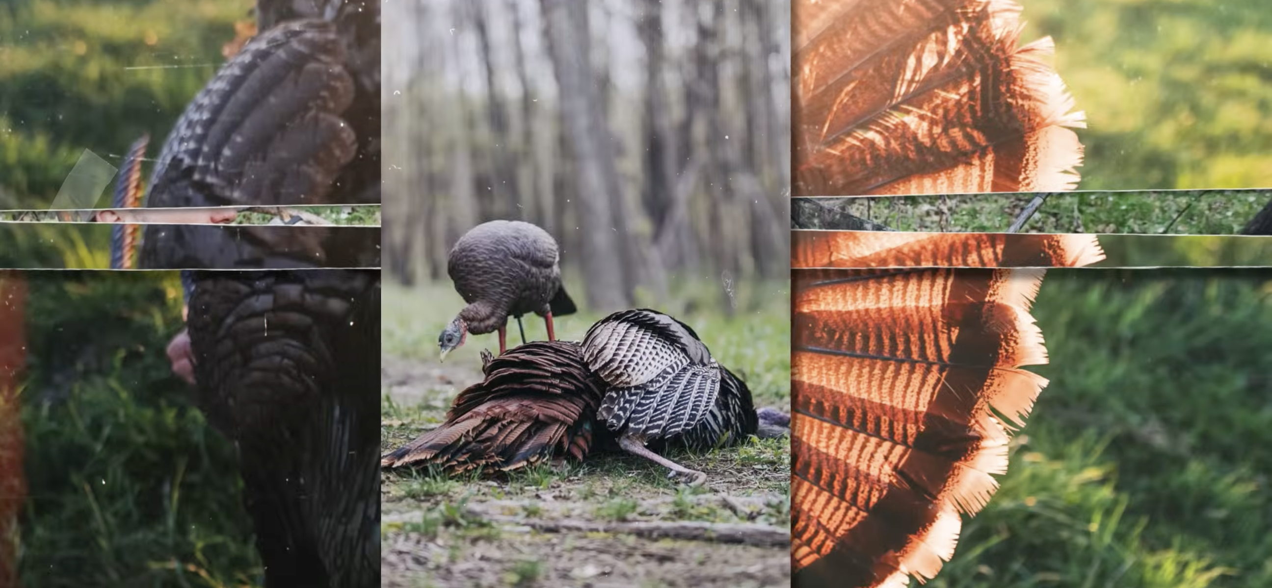 Wisconsin Turkey Hunting