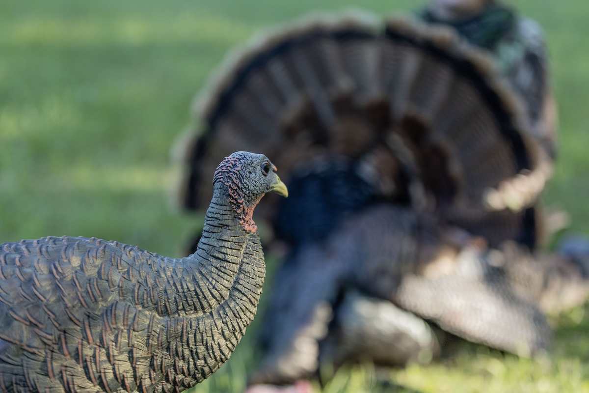 How Do You Find, Call, and Decoy Pressured, Late-Season Turkeys?