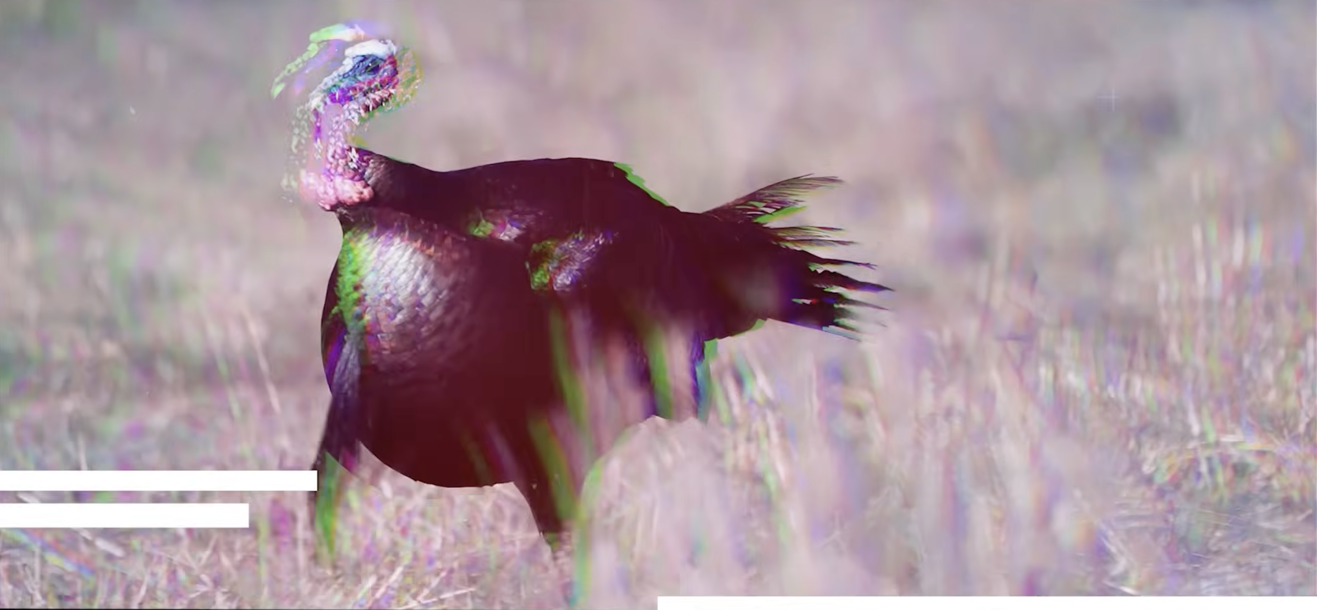 Stop Hunting Turkeys in the Spring?